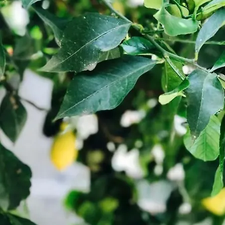 Little Lemon Garden * La Spezia